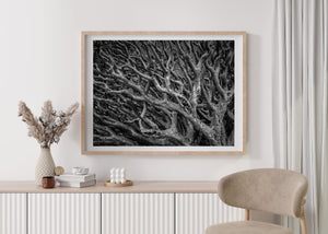 Tree limb chaos fine art photo