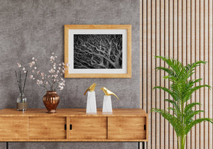 Wild nature forest branch detail photo