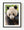 Close colour portrait of a giant panda with round black ears and a pale face in Chengdu.