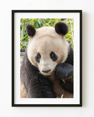 Close colour portrait of a giant panda with round black ears and a pale face in Chengdu.