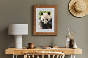 Round ears frame a giant panda’s head above dark shoulders and a raised paw.
