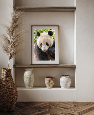 A giant panda’s pale fur contrasts with its black ears and eye patches in a close portrait.