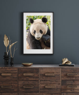 Colour animal photograph of a panda surrounded by soft green bamboo and foliage.