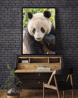Close view of a giant panda in Chengdu with warm cream fur and a dark nose.