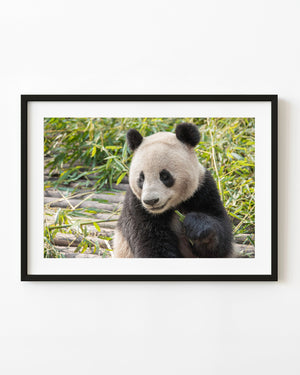 A giant panda holds bamboo among green foliage in a colour photograph from Chengdu.