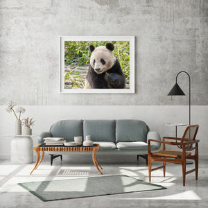Giant panda photograph from Chengdu with textured fur and a soft green bamboo background.
