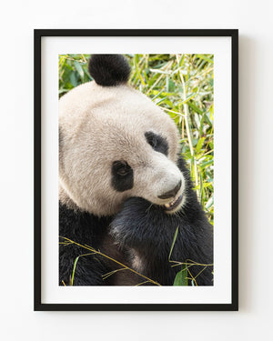 Close colour photograph of a Chengdu panda turning its face toward bamboo beside its mouth.