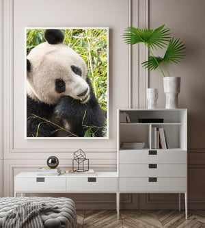 A panda looks to the side while holding bamboo close to its muzzle in a leafy setting.