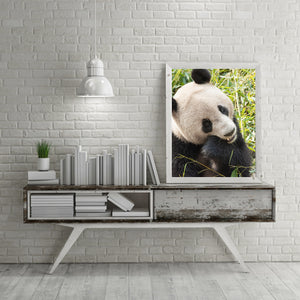 Cream fur and a round black ear define a giant panda’s head among green bamboo.