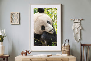 Close panda portrait showing textured fur, dark markings and slender bamboo leaves.