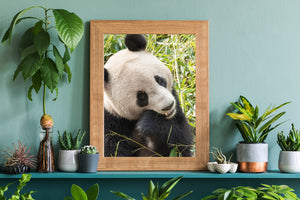 Giant panda photograph from Chengdu with its head turned and a paw raised near its mouth.