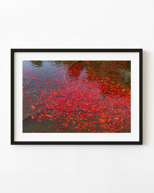 Red and orange koi crowd beneath rippling water in a Chinese garden pond.
