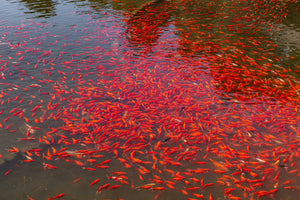 Bright red koi in tranquil water