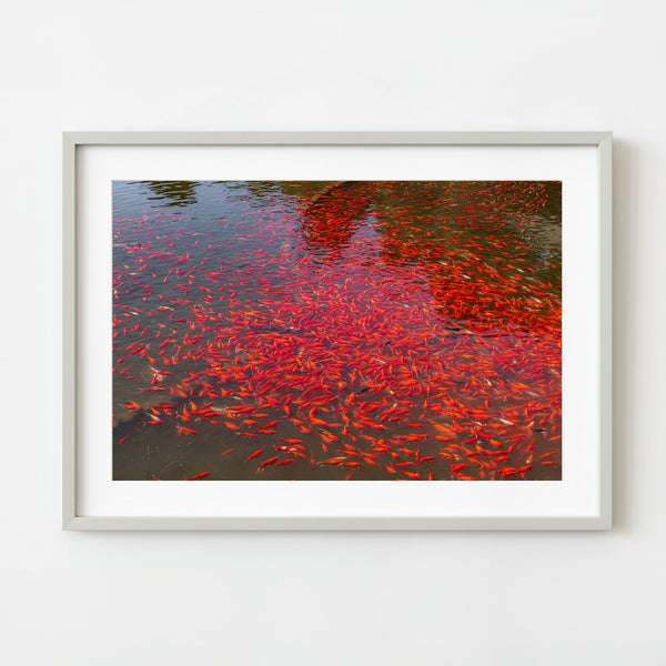 Koi swimming in a Chinese garden pond