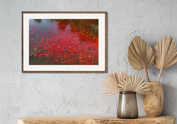 Red-orange koi fish swimming together