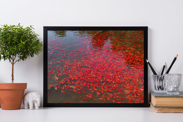 Colorful koi swimming beneath the water’s surface