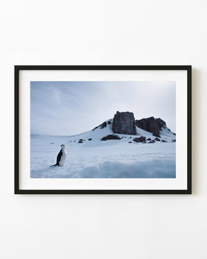 A lone chinstrap penguin stands on Antarctic snow beneath dark rock outcrops and a pale cloudy sky.