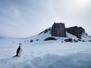 Colour wildlife photograph of a chinstrap penguin crossing a broad snowfield below Antarctic cliffs.