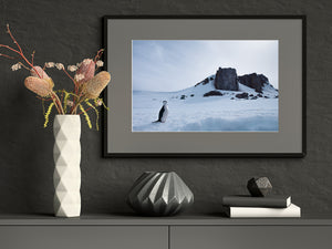 Antarctic wildlife landscape with a chinstrap penguin, scattered boulders and blue-toned snow.