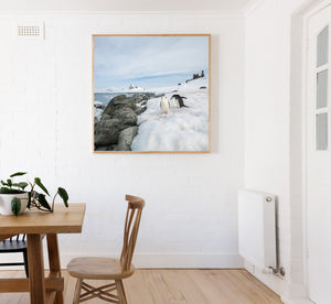 Square Antarctic wildlife photograph with two chinstrap penguins beside snow-covered coastal stone.