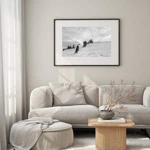 Antarctica wildlife fine art