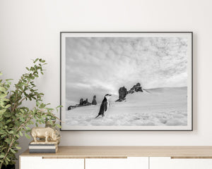 Real wildlife wall art