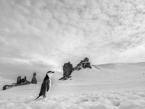 Black and white penguin photo