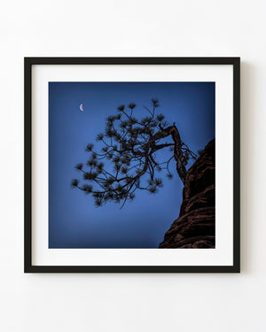 A twisted cliffside tree reaches into a deep blue night sky beneath a small crescent moon.