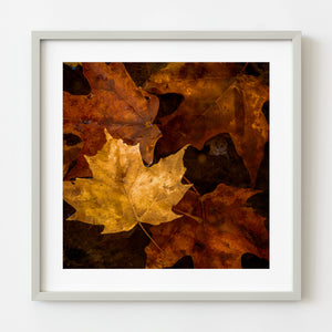 Yellow maple leaf on fall foliage