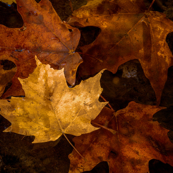 Autumn leaves in Algonquin Park close-up