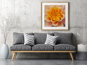 Nahaufnahme Makro der Pink Lily Pad Flower | Wandkunst