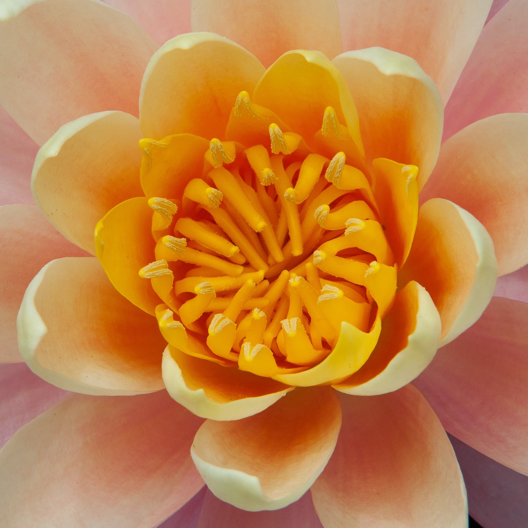 pink lily pad flower Close-Up of Pink Lily Pad Flower