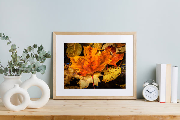 Colorful fall leaves in Algonquin Park