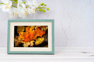 Orange maple leaf nature photography