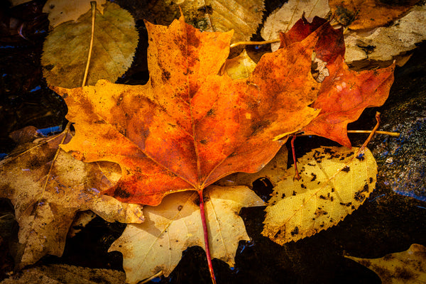 Fall leaves close-up in Algonquin Park