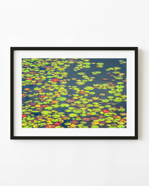 Colourful lily pads scatter across dark blue water on an Algonquin pond.