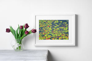 Horizontal nature photograph of colourful floating leaves and dark pond water in Algonquin.
