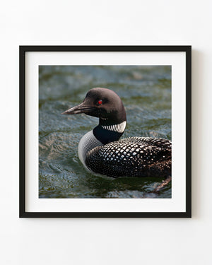 Close-up colour photograph of a common loon with a red eye swimming on rippling lake water.