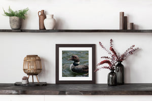 Square wildlife photograph of a loon with a bright red eye and checkered back.
