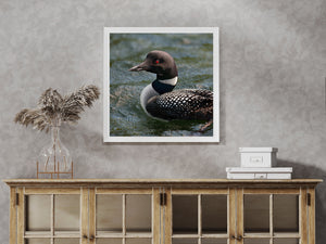 Rippling lake water surrounds a common loon’s striped neck and speckled body.