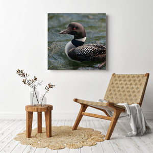 A swimming loon turns its pointed bill left against softly blurred blue-green water.