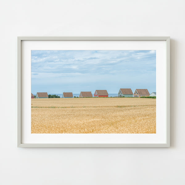 PEI cottages by wheat field coastal scene