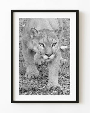Black and white photograph of a cougar walking toward the camera over rough ground.