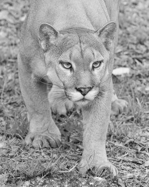 A mountain lion approaches with one front paw extended and its gaze fixed ahead.