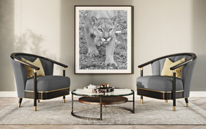 Monochrome cougar portrait showing rounded ears, whiskers and alert eyes.