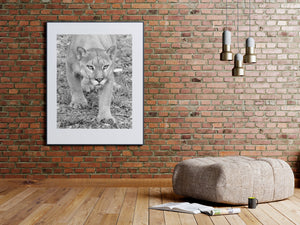 An approaching mountain lion fills a vertical wildlife photograph with a direct gaze.