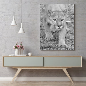 Vertical black and white big-cat photograph showing a cougar advancing toward the viewer.