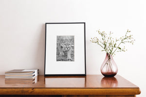 Cougar in bianco e nero | Arte da parete