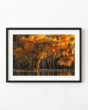 Cypress autumn foliage glows orange and gold above dark water in warm sunset light.