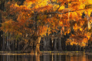 Sunlit cypress branches contrast with shadowed trunks and subtle water reflections.